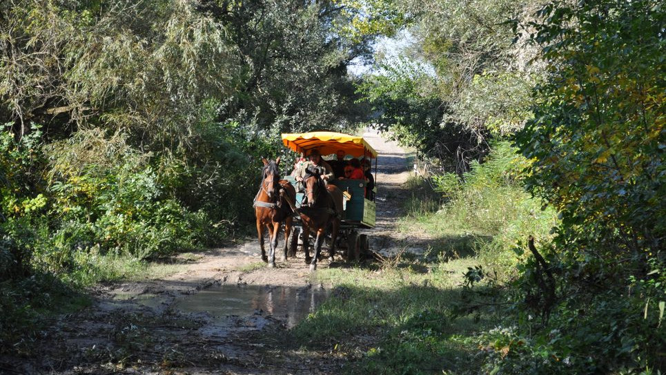 Guided tour to the Danube on the Nagypartosi Study Path on horse cart or by foot