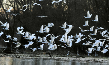Hrvoje Domazetović / Kopački rit Nature Park - Great White Heron