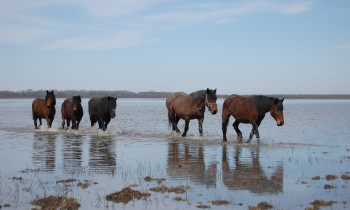 Lonjsko Polje Nature Park - Posavina horses in the flooded area