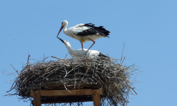Andrea Temesi / Duna-Dráva National Park - White storks