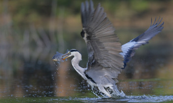 Attila Szabó / Duna-Dráva National Park - Grey Heron with its prey