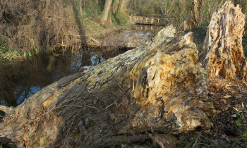 Kovacs / Donau-Auen National Park - Dead wood