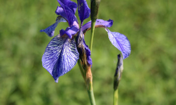 Boris Bolseč / Kopački rit Nature Park - Siberian iris