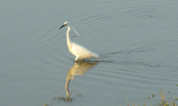 Persina Nature Park - Little Egret