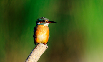 Ivan Vidakovic / Kopacki rit Nature Park - Kingfisher