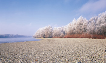 Popp / Donau-Auen National Park - Austrian Danube shore in winter