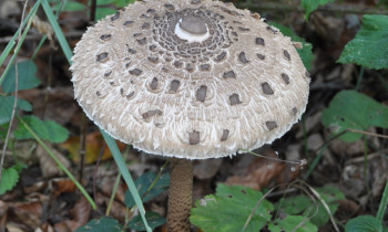 Djerdap National Park - Parasol mushroom