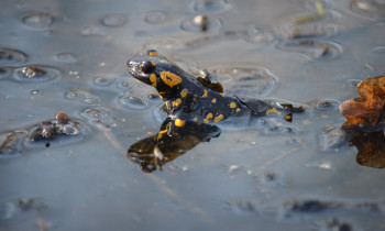 Djerdap National Park - Fire salamander