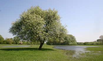 BROZ - Flooded meadow