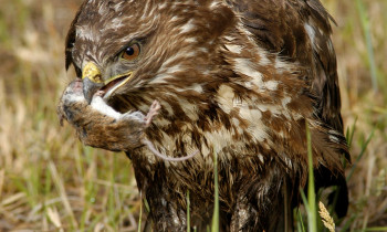 Attila Mórocz / Duna-Dráva National Park - Common buzzard with prey