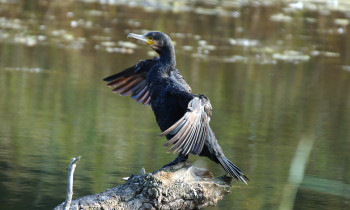 Sendor Zeman / Donau-Auen National Park - Great Cormorant