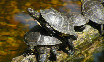 Kurth / Donau-Auen National Park - European pond turtle