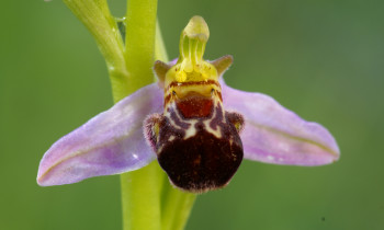 Baumgartner / Donau-Auen National Park - Orchid