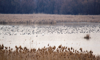 Persina Nature Park - Birds in the waters of Pishchensko swamp