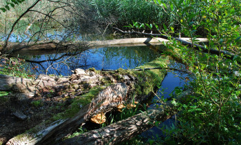 Geißler / Donauauwald Neuburg-Ingolstadt - Dead wood in oxbow lake
