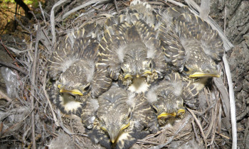 Djerdap National Park - Young sparrowhawks in their nest