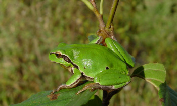 Jaromír Šíbl / BROZ - European tree frog