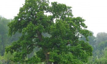BROZ - Pedunculate oak