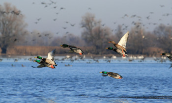 Hrvoje Domazetović / Kopački rit Nature Park - Wild Ducks