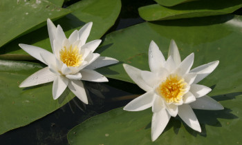 Jaroslav Pap / Vojvodinašume - White water lily