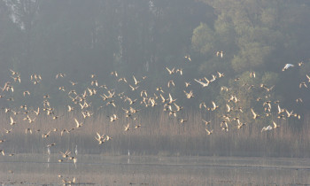 Attila Szabó / Duna-Dráva National Park - Birds on the water