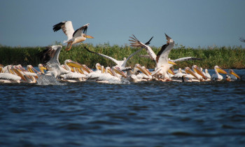 Christian Mititelu / Danube Delta Biosphere Reserve Authority - White Pelicans