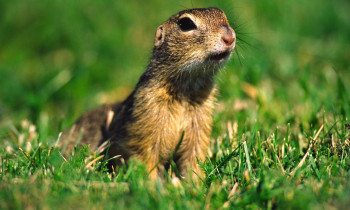 Fiala / Donau-Auen National Park - European ground squirrel