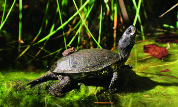 Kern / Donau-Auen National Park - European pond turtle