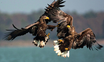 Hoyer / Donau-Auen National Park - White-tailed Eagle