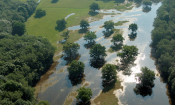 Kovacs / Donau-Auen National Park - Flooded meadow
