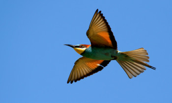 Zsolt Kalotás / Duna-Ipoly National Park - European Bee-eater