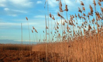 Hrvoje Domazetović / Kopački rit Nature Park - Common reed