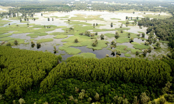 Hrvoje Domazetovič / Kopački rit Nature Park - Flooded meadows