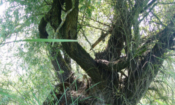 Persina Nature Park - White willow