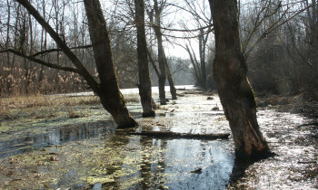 Kugler / Donauauwald Neuburg-Ingolstadt - Flooded forest near oxbow lake