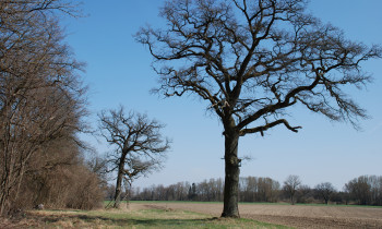 Geißler / Donauauwald Neuburg-Ingolstadt - Oaks at the edge of the forest