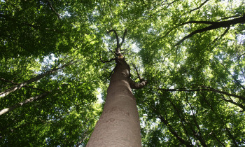 Djerdap National Park - Large tree