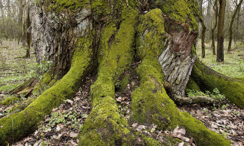 Jaroslav Pap / Vojvodinašume - old oak tree