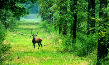 Lonjsko Polje Nature Park - Red deer