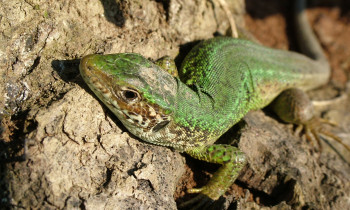 Attila Mórocz / Duna-Dráva National Park - Green lizard