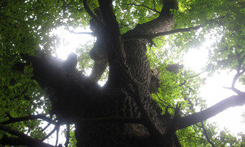 Heissenberger / Donau-Auen National Park - English oak