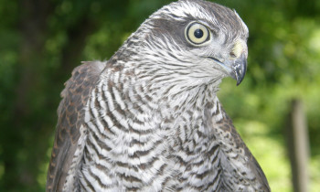 Djerdap National Park - Sparrowhawk