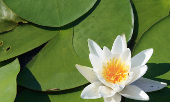 Hrvoje Domazetović / Kopački rit Nature Park - Water lily