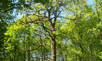 Geißler / Donauauwald Neuburg-Ingolstadt - Oaks in the hardwood forest
