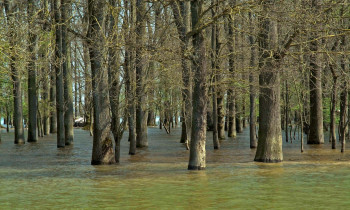 Lonjsko Polje Nature Park - Flooded forest