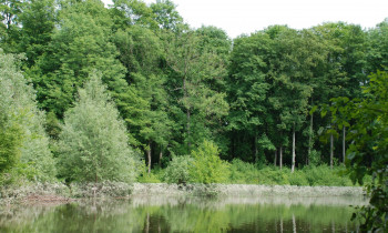 Geißler / Donauauwald Neuburg-Ingolstadt - High water marks on the edge of the forest