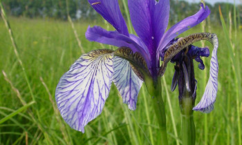 Jaromír Šíbl / BROZ - Siberian iris