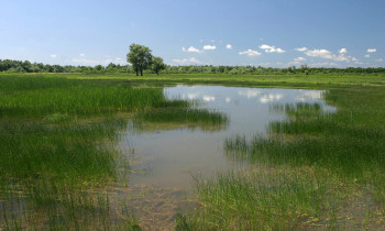 Lonjsko Polje Nature Park - Flooded meadows