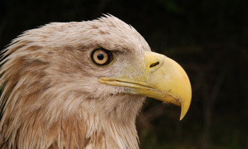 Attila Mórocz / Duna-Dráva National Park - White-tailed Eagle