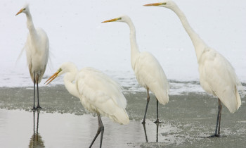 Bence Máté / Duna-Dráva National Park - White Egrets in winter